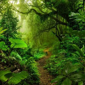 Rain forest in Central America