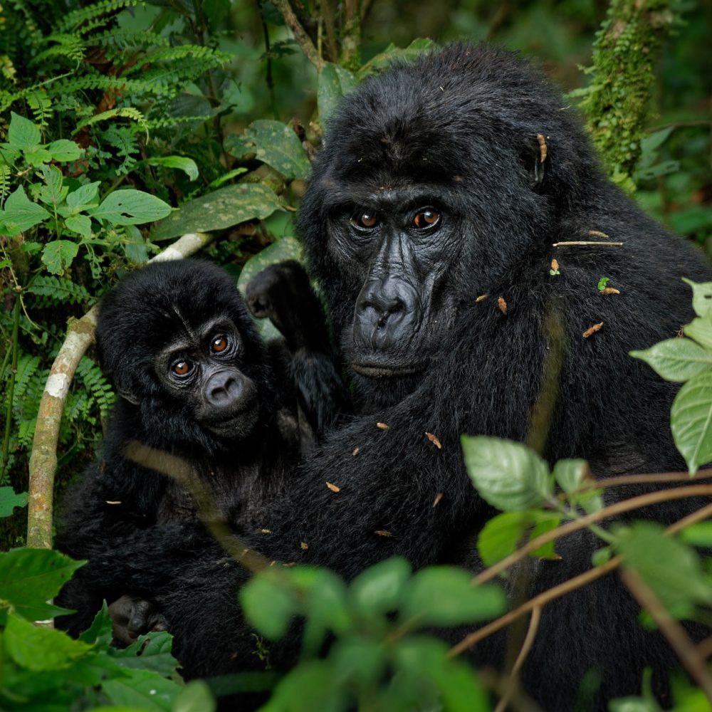 Eastern Gorillas