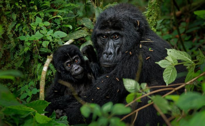 Eastern Gorillas