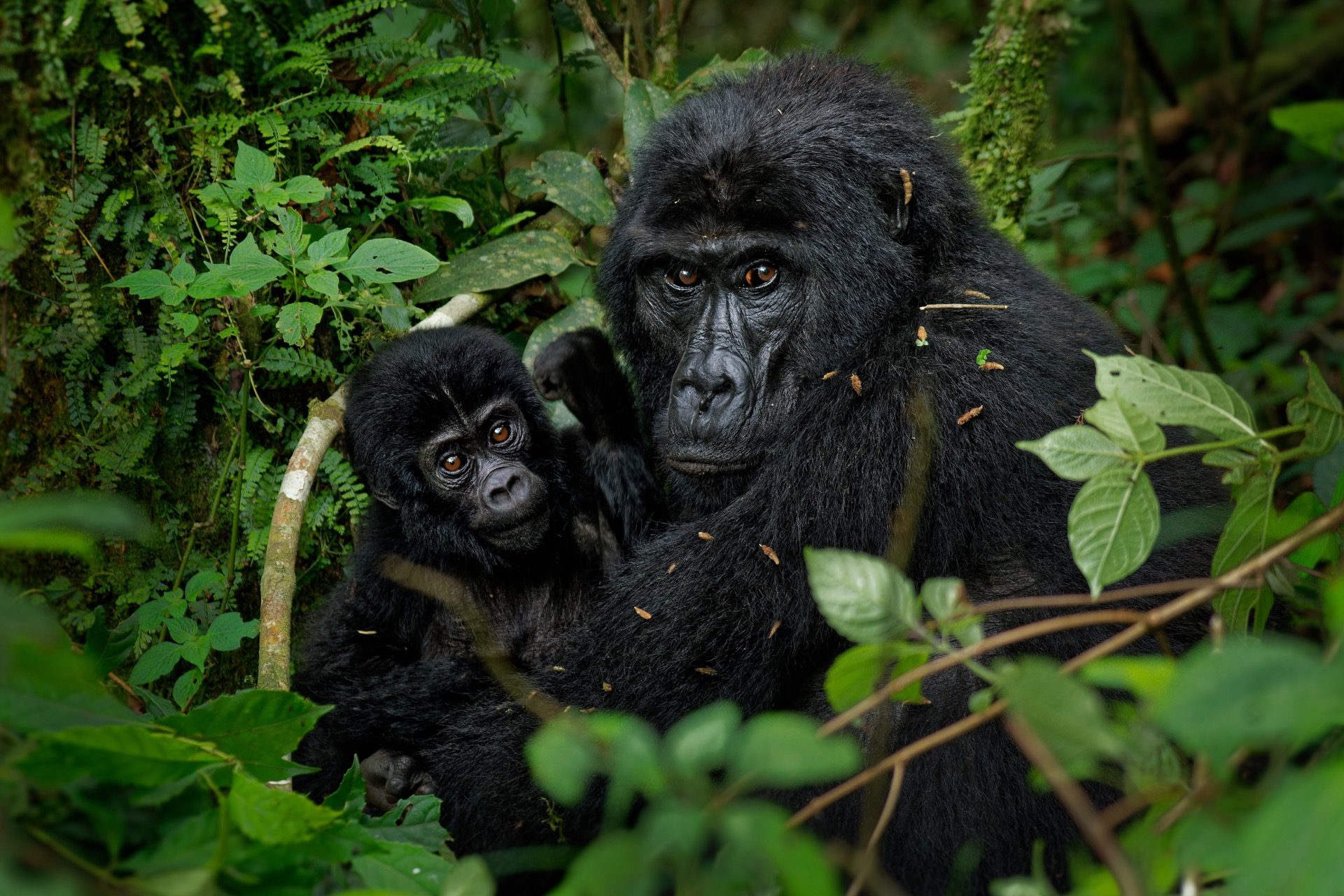 Eastern Gorillas