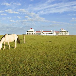 Horse and Estancia