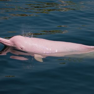 Pink dolphin swimming by