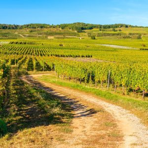 Rural road among vineyards on hills