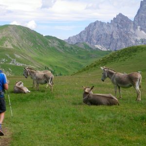 Donkeys while Hiking Dolomites